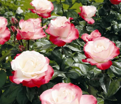 Produktbild von Dehner Rosen-Set Rosenromantik mit Edelrose Nostalgie®, 3 Stück, Züchter Tantau, gefüllte zweifarbige Blüten, duftend, je 20-30 cm, wurzelnackte Ware