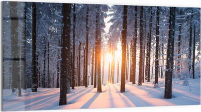 Produktbild von DEQORI Glasbild Echtglas 100x50 cm 'Abendsonne im Winterwald' Wandbild Bild modern Deko