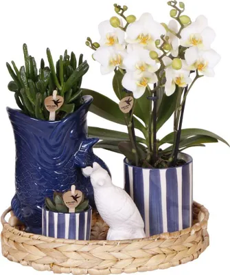 Obrázek produktu pro Sada rostlin Mediterranean Sunset – bílá orchidej Phalaenopsis Lausanne a sukulenty – 3 rostliny s keramickými ozdobnými květináči – včetně podnosu – středomořský styl