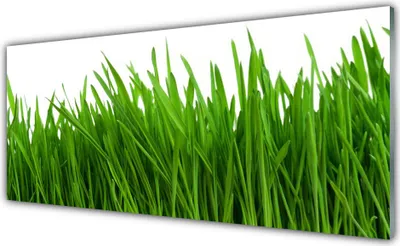 Produktbild von Acrylglasbilder 125x50 Wandbild Druck Gras Pflanzen