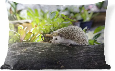 Produktbild von MuchoWow® Outdoor Kissen - Igel läuft auf Baumstumpf - 50x30 cm - Wetterfest - Lounge Kissen - Sofa kissen - Wohnzimmer Dekoration