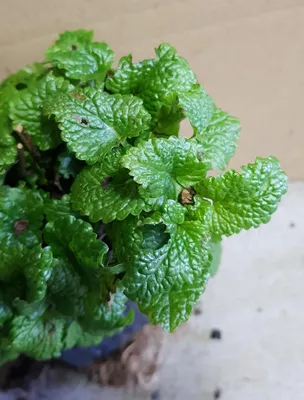 Image de Melissa officinalis / Mélisse citronnelle
