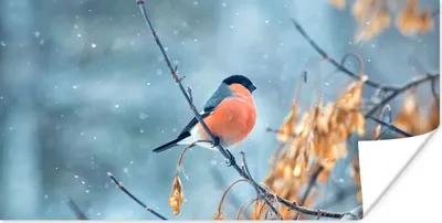 Produktbild von MuchoWow® Poster Rotkehlchen - Vogel - Schnee - Herbstliche Blätter 40x20 cm - Poster für die Wand - Poster Schlafzimmer