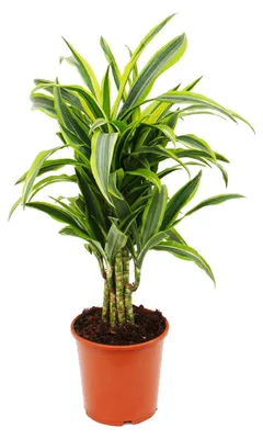 Produktbild von verzweigter Drachenbaum - Dracaena deremensis "Lemon Lime" - 21cm