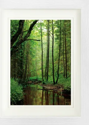 Produktbild von Wälder Gerahmtes Bild Mit Edlem Passepartout | Wand-Bilder | Im Bilderrahmen - Ein Stiller Bach Fließt Durch Den Wald (40 x 30 cm)