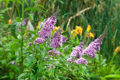 Produktbild von Buddleja davidii 'Peacock', Schmetterlingsflieder, pink, 40–60 cm