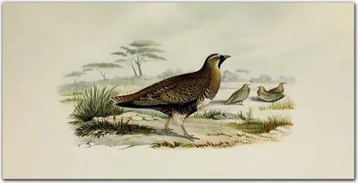 Produktbild von Coloray Küchenrückwand 100x50 Spritzschutz aus Glas - Vögel Tierwelt
