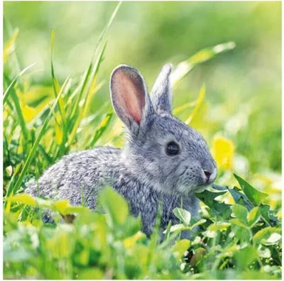 Produktbild von 20 Servietten - Hase - ca. 33 x 33 cm