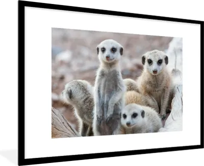 Produktbild von MuchoWow® MuchoWow® Gerahmtes Poster Neugierige Erdmännchen 90x60 cm - Poster mit zchwarzem Bilderrahmen - Wanddekoration - Fotos
