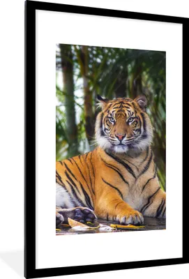 Produktbild von MuchoWow® Gerahmtes Poster Tiger - Tiere - Wald - Dschungel 60x90 cm - Poster mit Schwarzem Bilderrahmen Wandposter Rahmen Foto Bilder - Dekoration - Wandposter Wohnzimmer - Hochwertig
