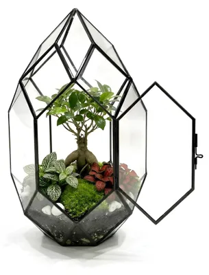 Image de Kit complet de terrarium pour plantes, comprenant 10 outils