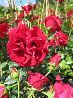 Produktbild von Rosa Cumberland ® - Kletterrose Cumberland ® - Harkness-Rose