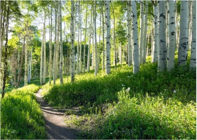 Zdjęcie produktu dla Fototapeta zielony las natura drzewa brzozy las brzozowy 300x210 cm - w tym klej - do salonu sypialnia przedpokój nowoczesna tapeta włóknina tapeta włóknina motyw tapeta odporna na UV