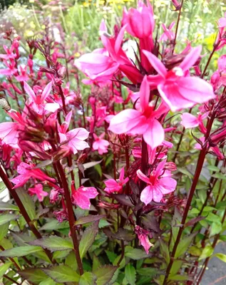 Immagine prodotto di 3 piante perenni Lobelia speziosa starship deep rose in vaso 9 x9 cm