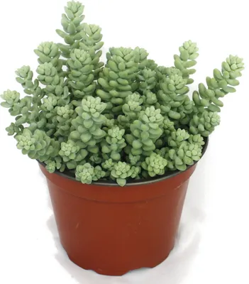 Obrázok produktu pre Sedum morganianum burritum - opičia hojdačka - hrniec 12 cm