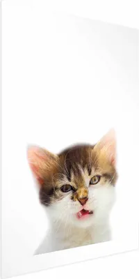 Produktbild von Posterpapier Poster - Annoyed Cat 40x60 cm Für Kinder g-B-0100-ao-a