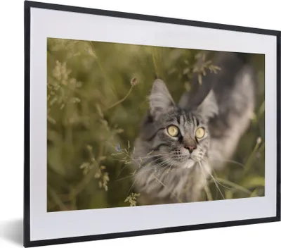 Produktbild von MuchoWow® MuchoWow® Gerahmtes Poster Eine Maine Coon-Katze im hohen Gras 40x30 cm - Poster mit zchwarzem Bilderrahmen - Bilderrahmen - Poster im Rahmen