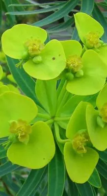 Zdjęcie produktu dla 6 x Euphorbia lathyris - wilczomlecz - doniczka 9 x 9 cm
