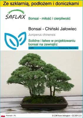 Zdjęcie produktu dla SAFLAX - Zestaw do uprawy - Bonsai - Chiński Jałowiec - 30 Nasiona - Z mini szklarnią, podłożem uprawowym i 2 doniczkami - Juniperus chinensis