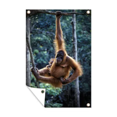 Obrázok produktu pre MuchoWow® Vonkajší plagát - Záhradná dekorácia ochrana súkromia - Záhradné plagáty pre záhradu - Orangutan s mláďaťom v národnom parku Tanjung Puting -