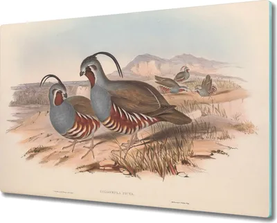 Produktbild von Coloray Herdabdeckplatte 80x52 cm Schneidebrett Kochplattenabdeckung Küchenbrett Hackbrett - Vögel Tiere