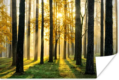 Produktbild von MuchoWow® Poster Wald - Sonne - Bäume - Gras - Landschaft - Natur 30x20 cm - Plakate - Print