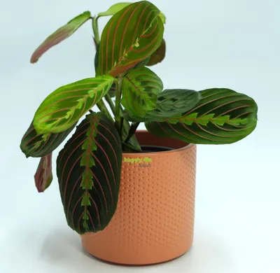 Produktbild von Keramik Blumentopf Toscana terracotta Ø 13.5 cm H 12.5 cm