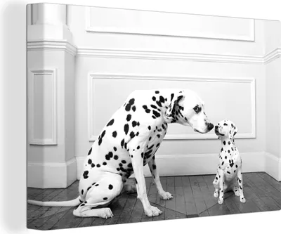 Produktbild von OneMillionCanvasses® - Leinwandbilder - 140x90 cm, Ein Dalmatiner mit seinem Welpen - schwarz und weiß, Wandbilder Kunstdruck Wanddekoration