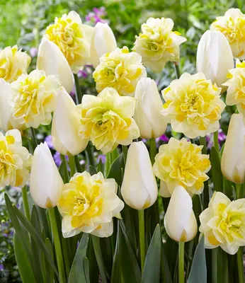 Produktbild von BALDUR Garten Tulpen-Narzissen-Mix 'Creamy Eggnog',12 Stück