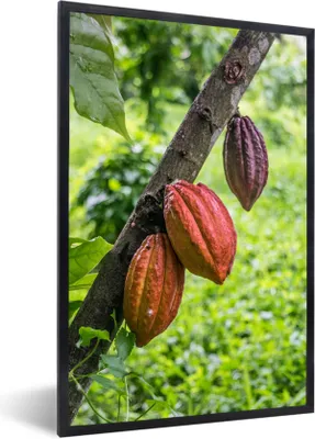 Produktbild von MuchoWow® Gerahmtes Poster Der Dschungel mit der Kakaobohne in der Schote 20x30 cm - Poster mit Schwarzem Bilderrahmen Wandposter Rahmen Foto Bilder - Drucken - Bilder Poster im Rahmen