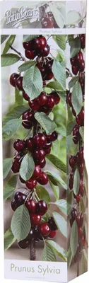 Produktbild von Säulenobst Kirsche ‘Sylvia’ – Prunus avium – kompakte Säulenform für kleine Gärten & Balkon | 40–60 cm Gesamtgröße