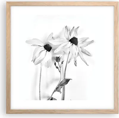 Produktbild von Gerahmtes Poster - Rahmen in heller Eiche - Verwelkt Blumen Monochrom - 40x40 cm - Wand Bild - Wanddeko - Wandbilder - Kunstposter - Wandposter - Bilderrahmen - Bilder - Kunstdruck - P2NAC40x40-4737