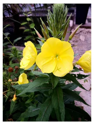 Produktbild von Über 2000 Samen der Gemeinen Nachtkerze Oenothera biennis als Bienennektarpflanze