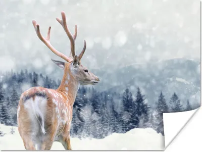 Produktbild von MuchoWow® Poster Winter - Hirsche - Tiere 160x120 cm - Foto Plakat