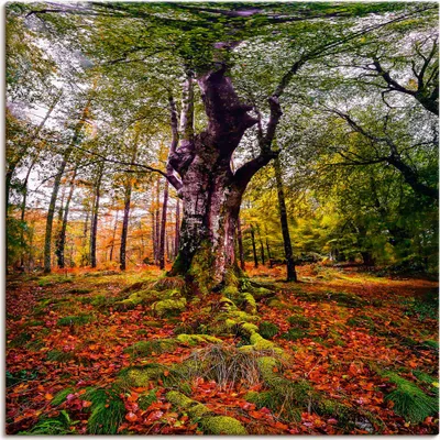 Produktbild von ARTland Leinwandbild Baum im Wald Größe: 40x40 cm