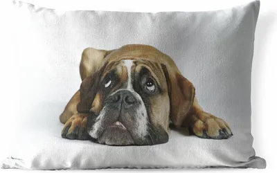 Produktbild von MuchoWow® Outdoor Kissen - Hund - Haustiere - Weiß - 50x30 cm - Wetterfest - Lounge Kissen - Sofa kissen - Wohnzimmer Dekoration