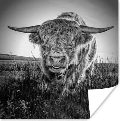 Produktbild von MuchoWow® Poster Schottischer Highlander - Schwarz und Weiß - Kuhkopf 50x50 cm - Wohnzimmerdekoration