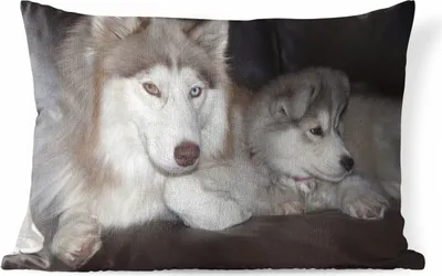 Produktbild von MuchoWow® Outdoor Kissen - Großer Hund mit kleinem Welpen auf dem Sofa - 50x30 cm - Wetterfest - Lounge Kissen - Sofa kissen - Wohnzimmer Dekoration
