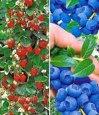 A split image showing a close-up of a strawberry plant on the left and a hand picking blueberries on the right.