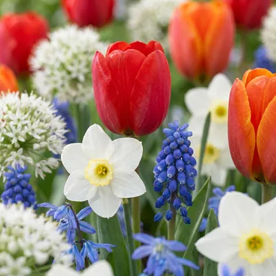 Produktbild von Green boutiQ - 125x Bulbs From Holland - Zwiebeln aus Holland - Diverses - Sommerblüher - Zwiebelgröße 10/12