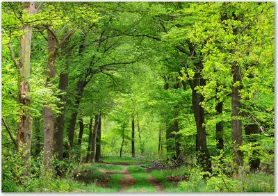 Produktbild von Tulup® Glas-Bild - 100 x 70 - Wandbild aus Glas - Wandkunst - Wandbild hinter gehärtetem Sicherheitsglas - Landschaften - Frühlingswald - Grün