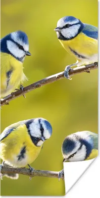 Produktbild von MuchoWow® Poster Vogel - Blaumeise - Äste - Sonne 60x120 cm - Wandschmuck