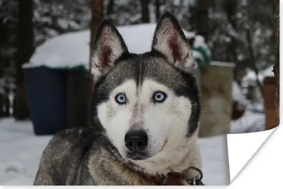 Produktbild von MuchoWow® Poster Husky - Schnee - Kopf 60x40 cm - Schlafzimmerdekoration