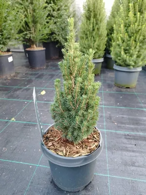 Produktbild von Picea glauca 'Zuckerhut' 40–50 cm Zuckerhutfichte immergrün winterhart