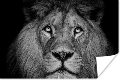 Produktbild von MuchoWow® Poster Löwe - Porträt - Schwarz - Weiß 120x80 cm - Bilder
