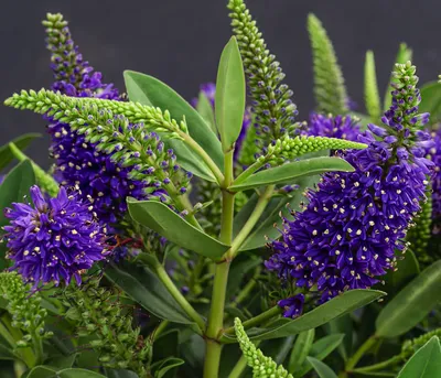 Produktbild von Dehner Strauchveronika Donna Britta, insektenfreundlicher Kleinstrauch mit blauen Blüten, 25-30 cm exkl. Pflanztopf, 2 l Topf