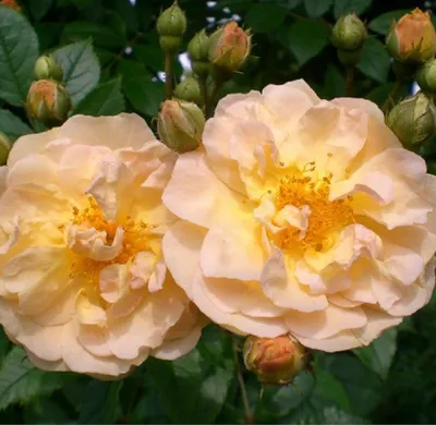 Produktbild von Rosa  - Kletternde Rose - Rosa 'Ghislaine De Féligonde'