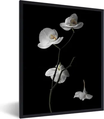 Produktbild von MuchoWow® Gerahmtes Poster Orchidee - Blumen - Schwarz - Weiß - Stilleben 30x40 cm - Poster mit Schwarzem Bilderrahmen Wandposter Rahmen Foto Bilder - Wanddeko - Kunstdrucke
