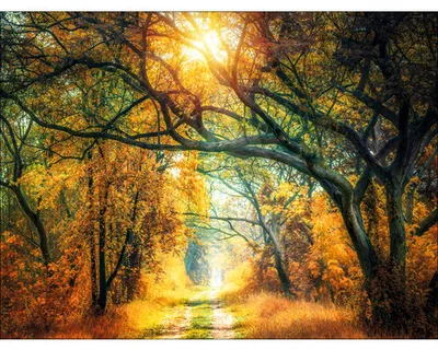 Produktbild von Leinwandbild Sunset in forest II 116x84 cm