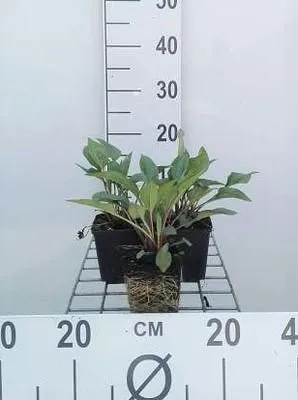 Image de 6 x Echinacea purp. 'J.s.roho'® - bleuet - pot 9 x 9 cm